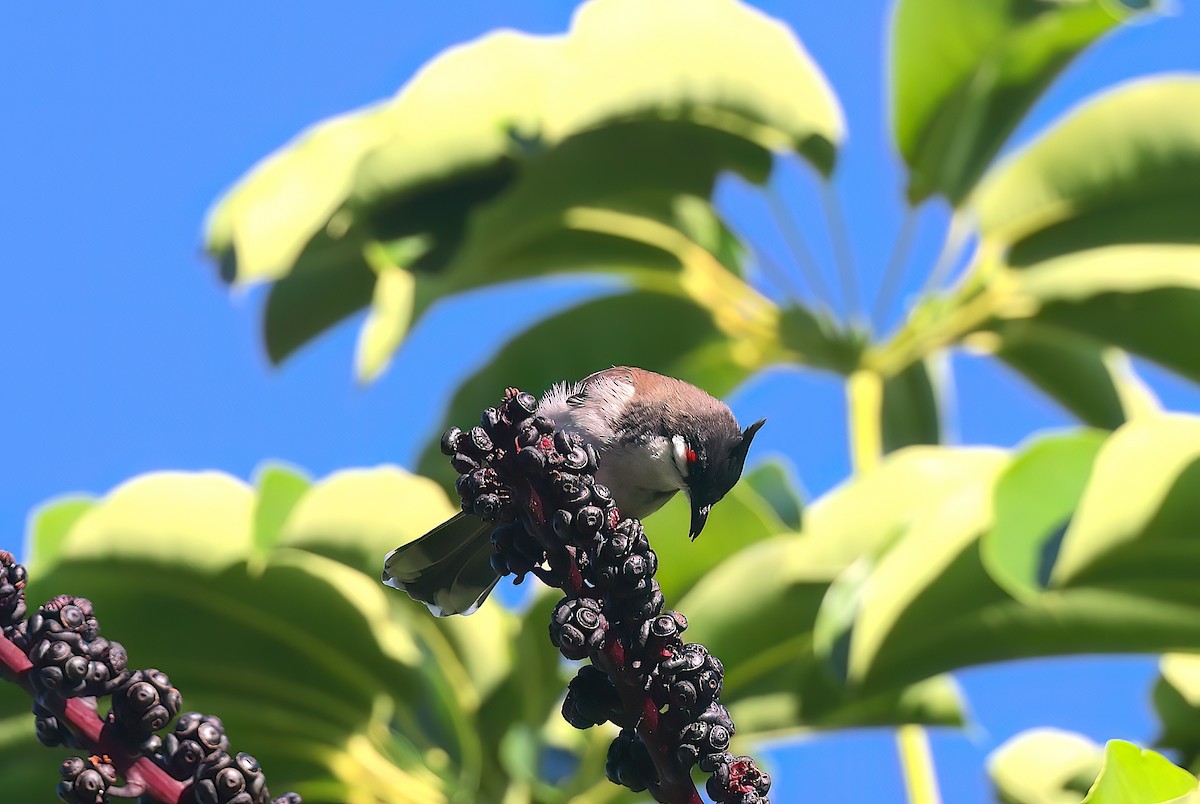 Red-whiskered Bulbul - ML643331987