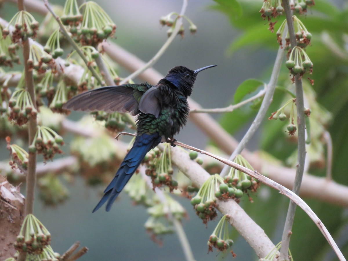 Swallow-tailed Hummingbird - ML643331988