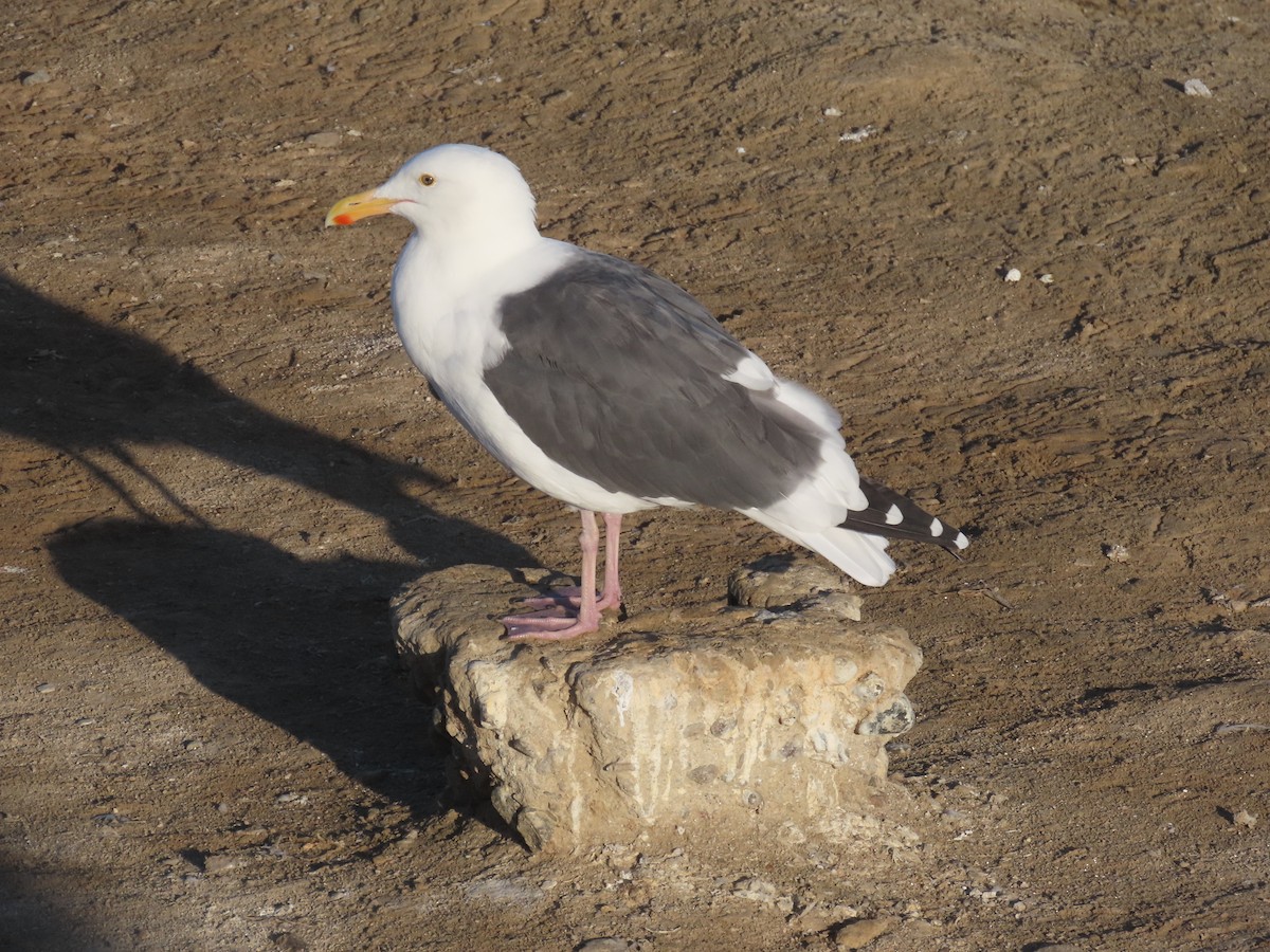 Western Gull - ML643331989