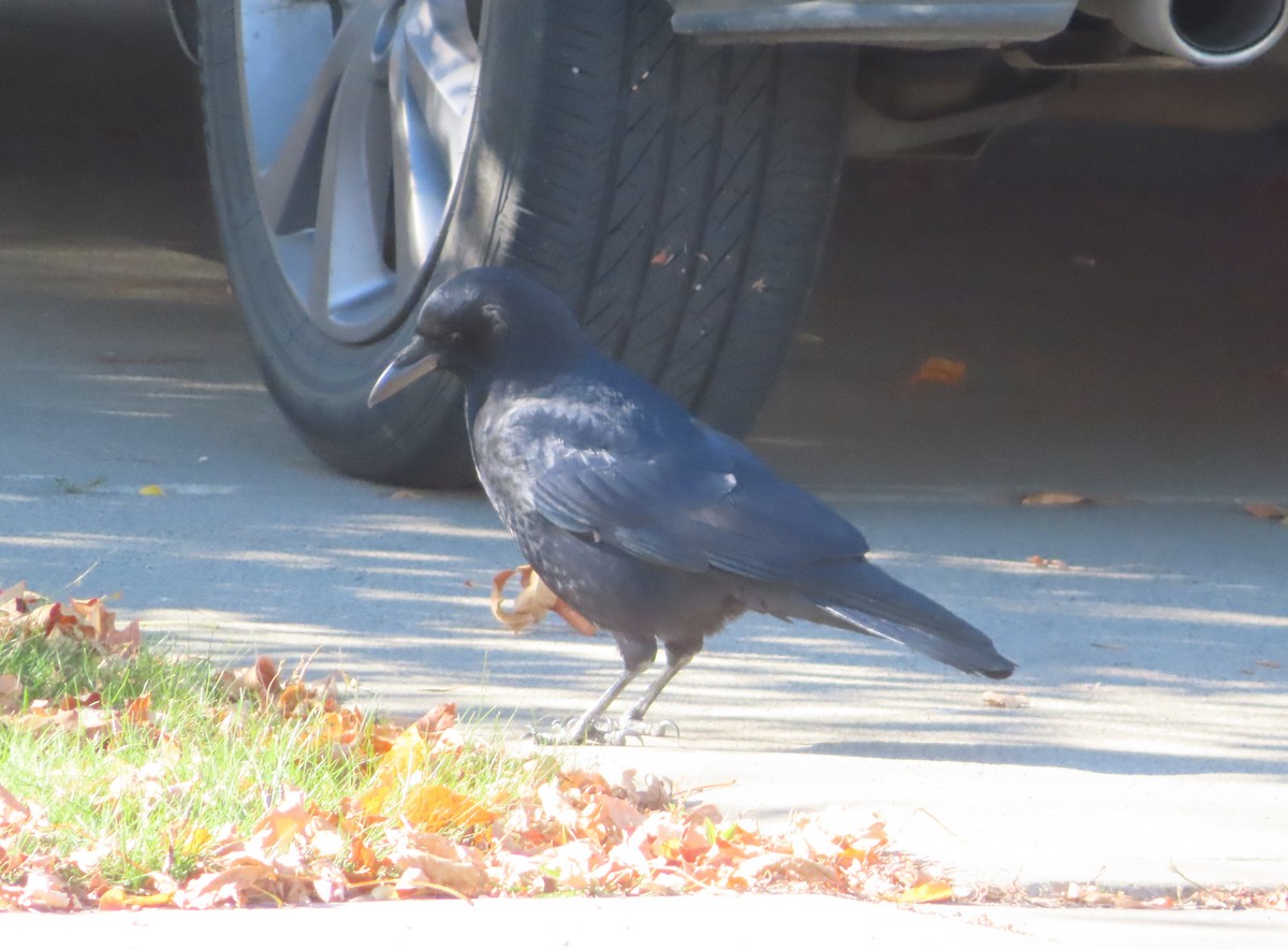 American Crow - ML643331990
