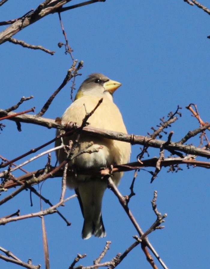 Evening Grosbeak - ML643331992
