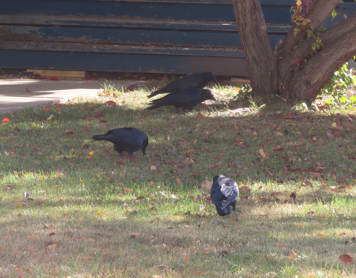 American Crow - ML643331993