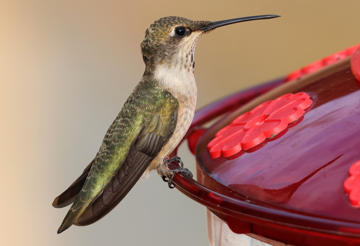Colibri à gorge noire - ML643332001