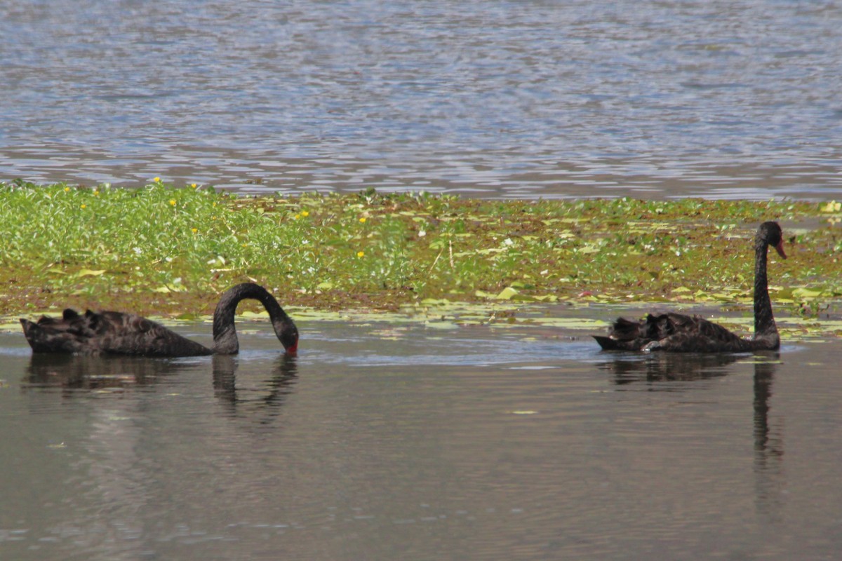 Black Swan - ML643332002