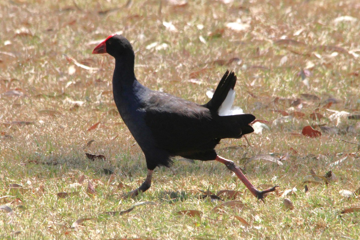 Australasian Swamphen - ML643332008