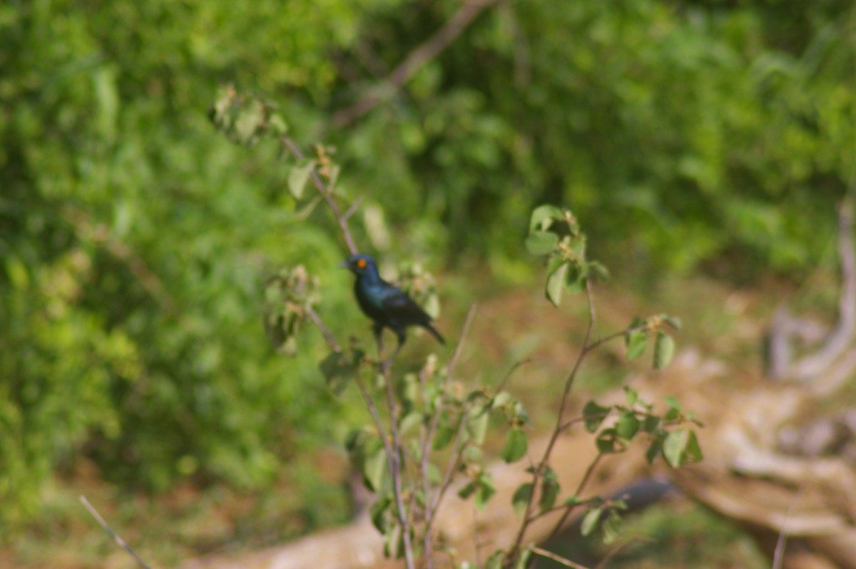 Cape Starling - ML643332012