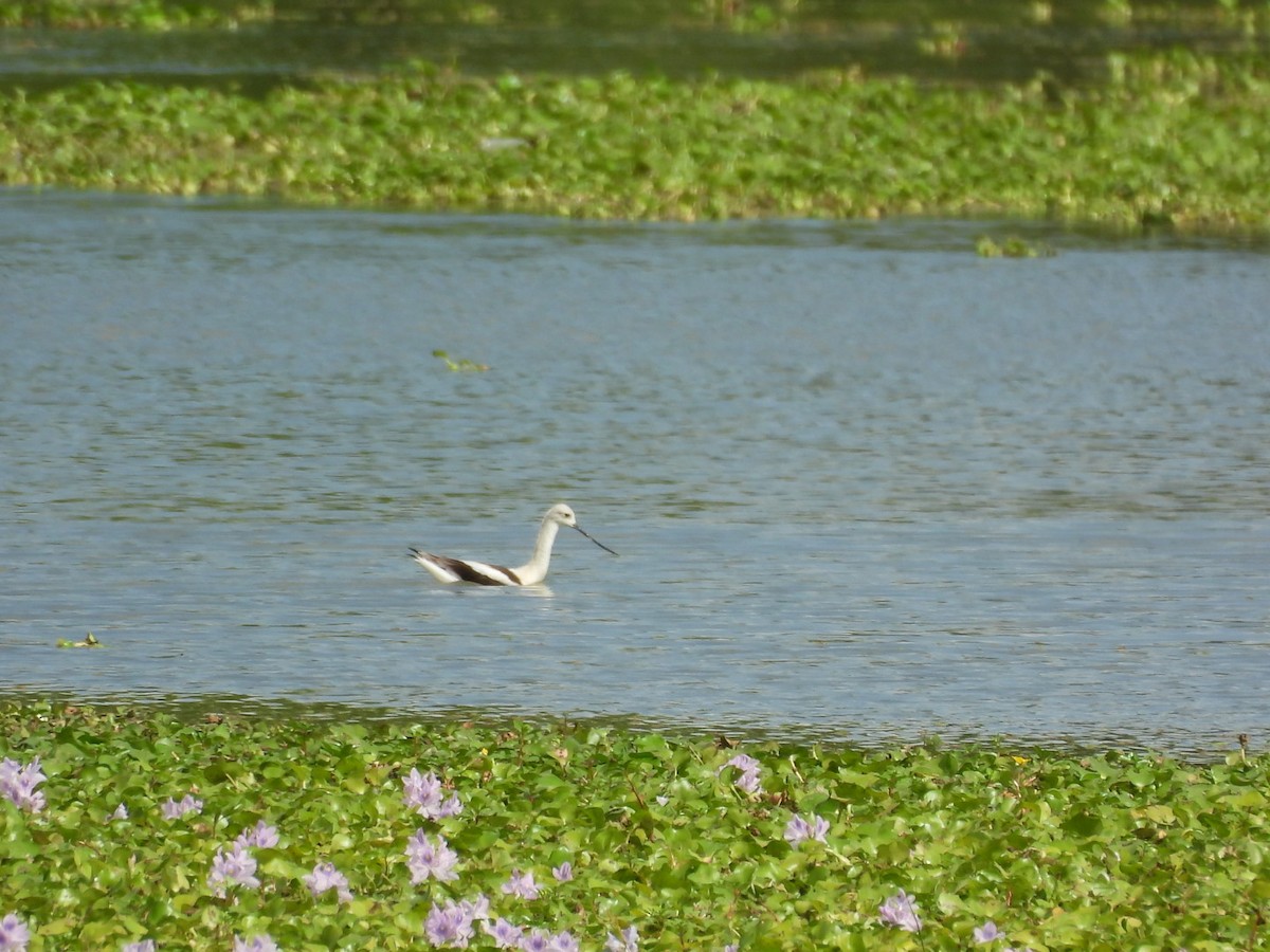 Avocette d'Amérique - ML643332017
