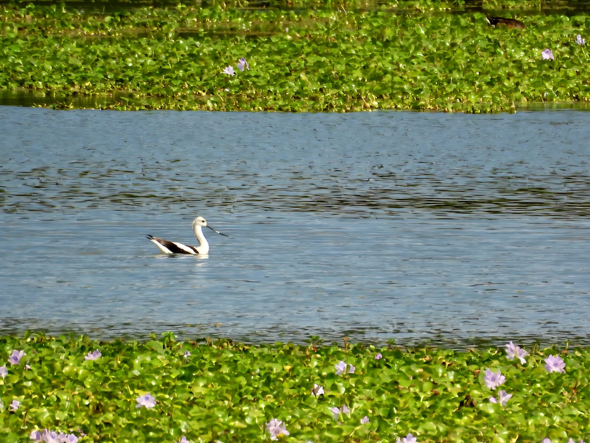 Avocette d'Amérique - ML643332018