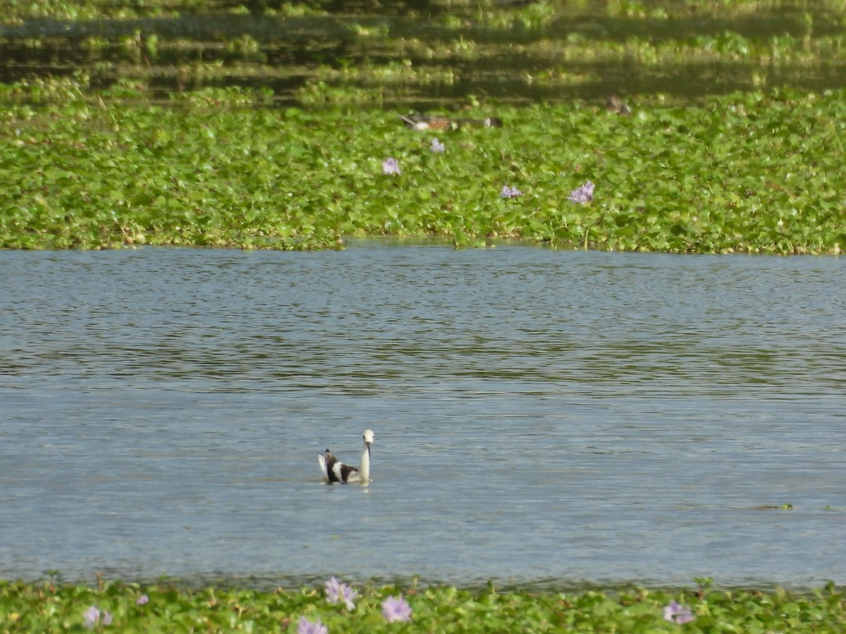 Avocette d'Amérique - ML643332019