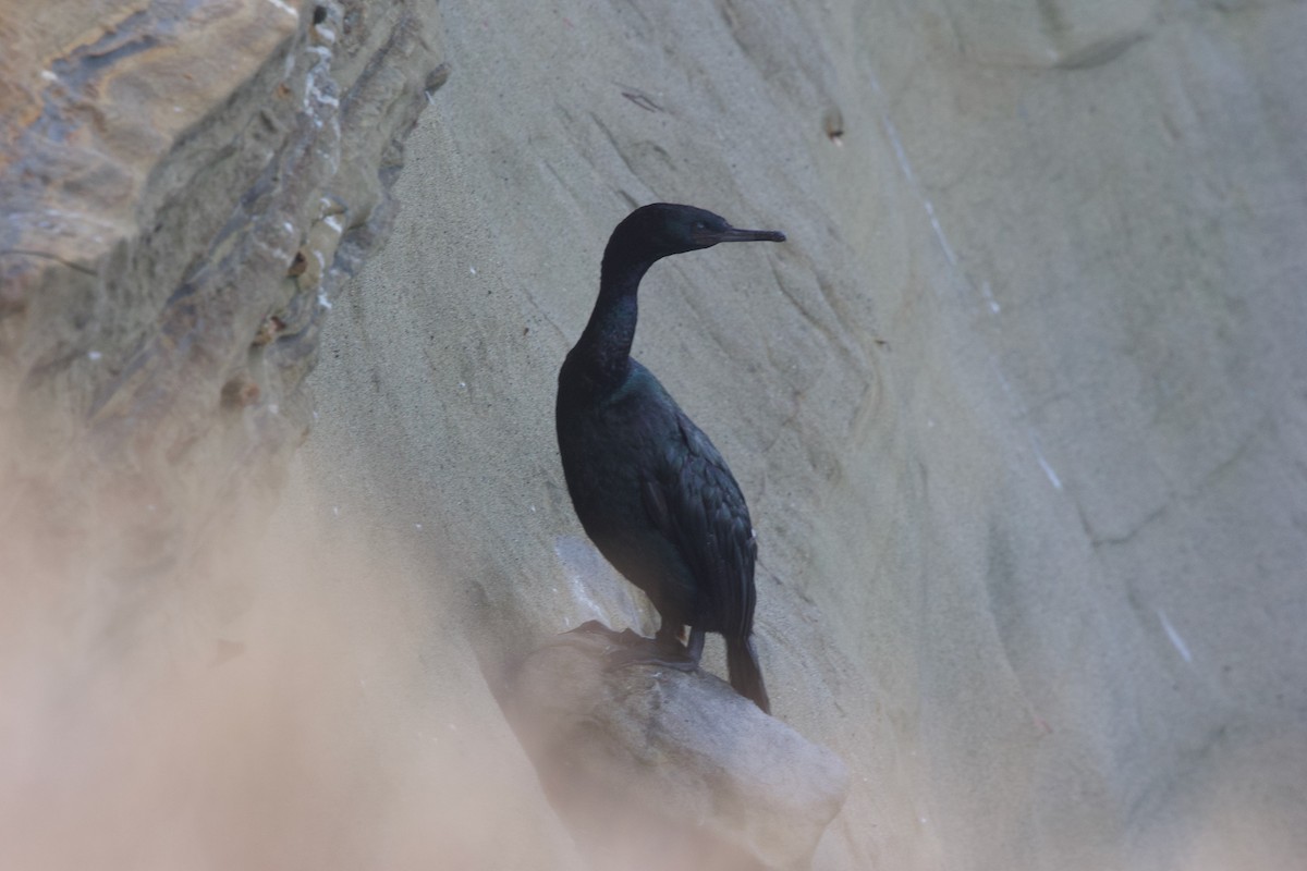 Cormoran pélagique - ML643332022