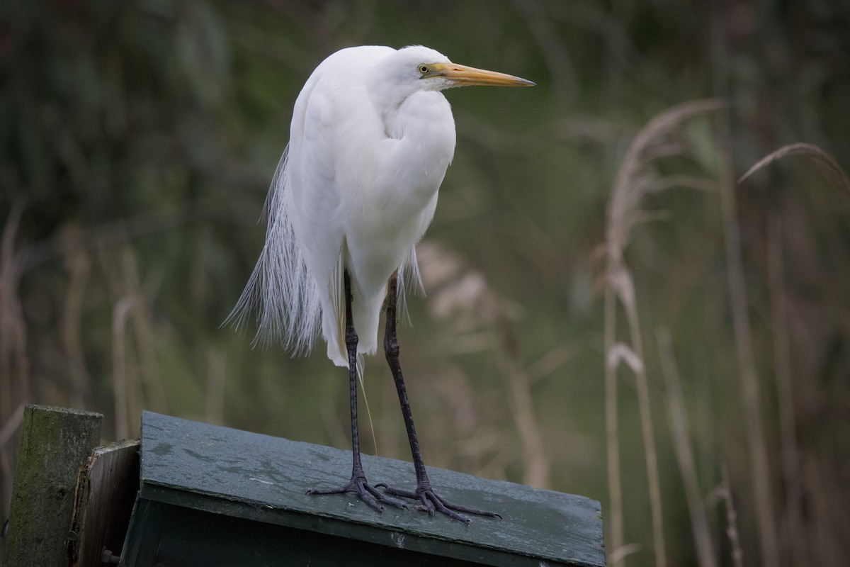 Grande Aigrette - ML643332028