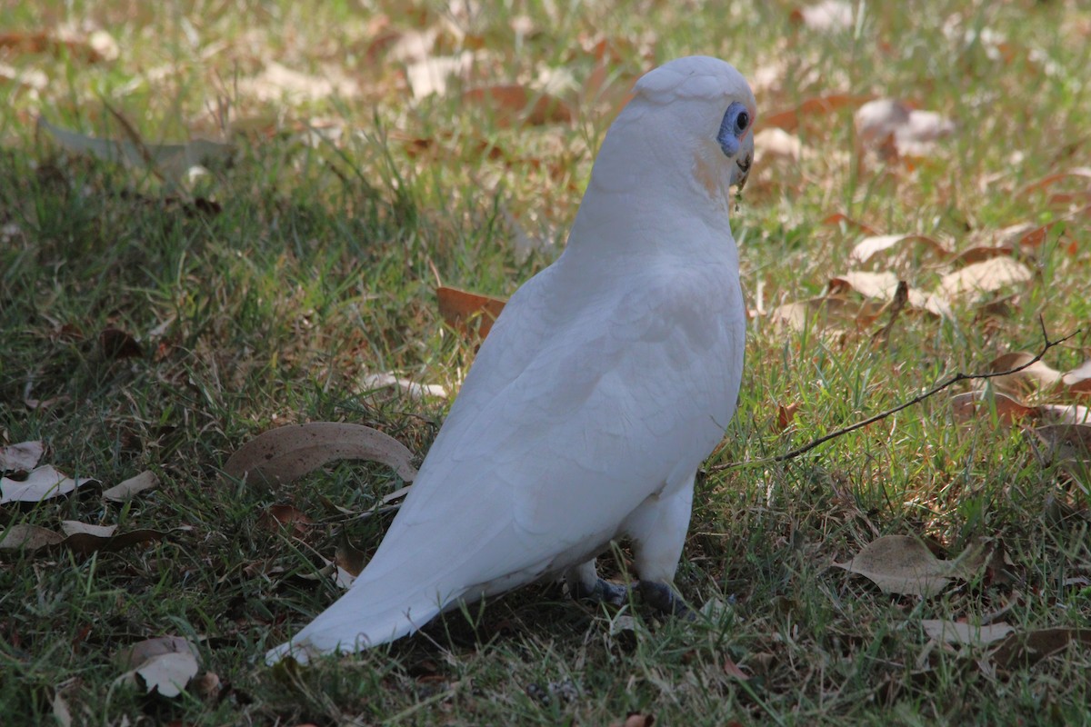 Cacatoès corella - ML643332031