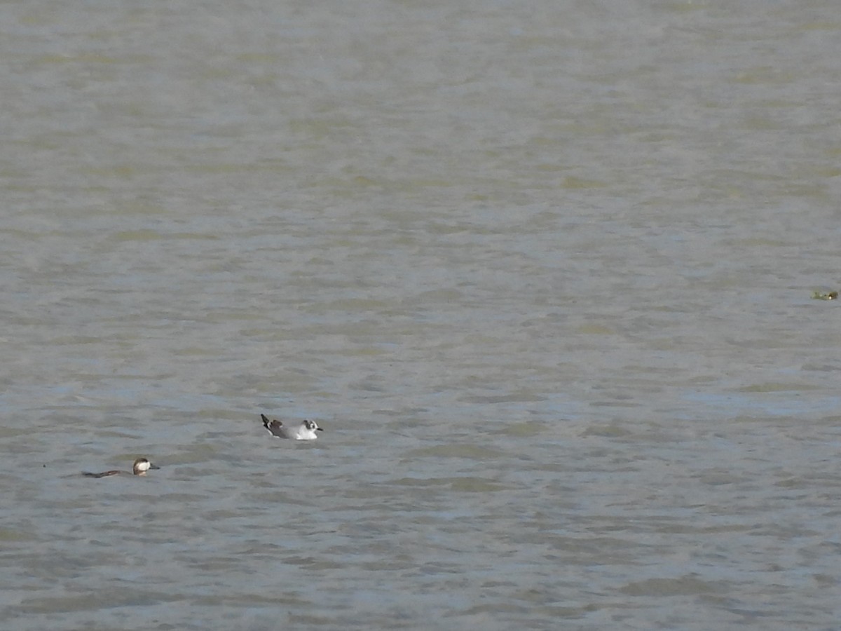 goéland ou mouette sp. - ML643332046