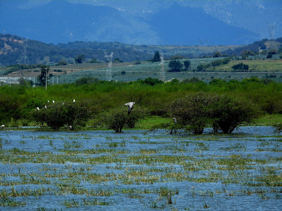 goéland ou mouette sp. - ML643332047