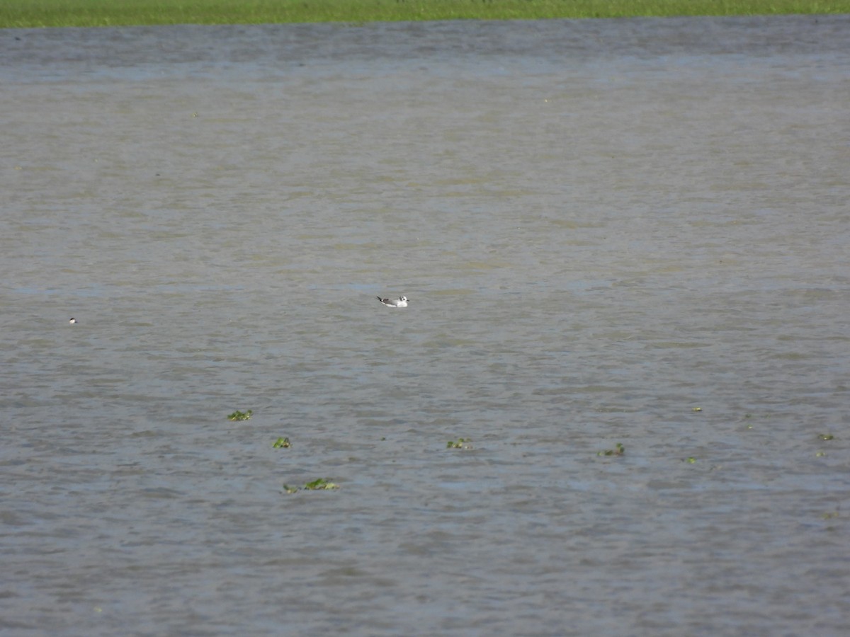 goéland ou mouette sp. - ML643332048