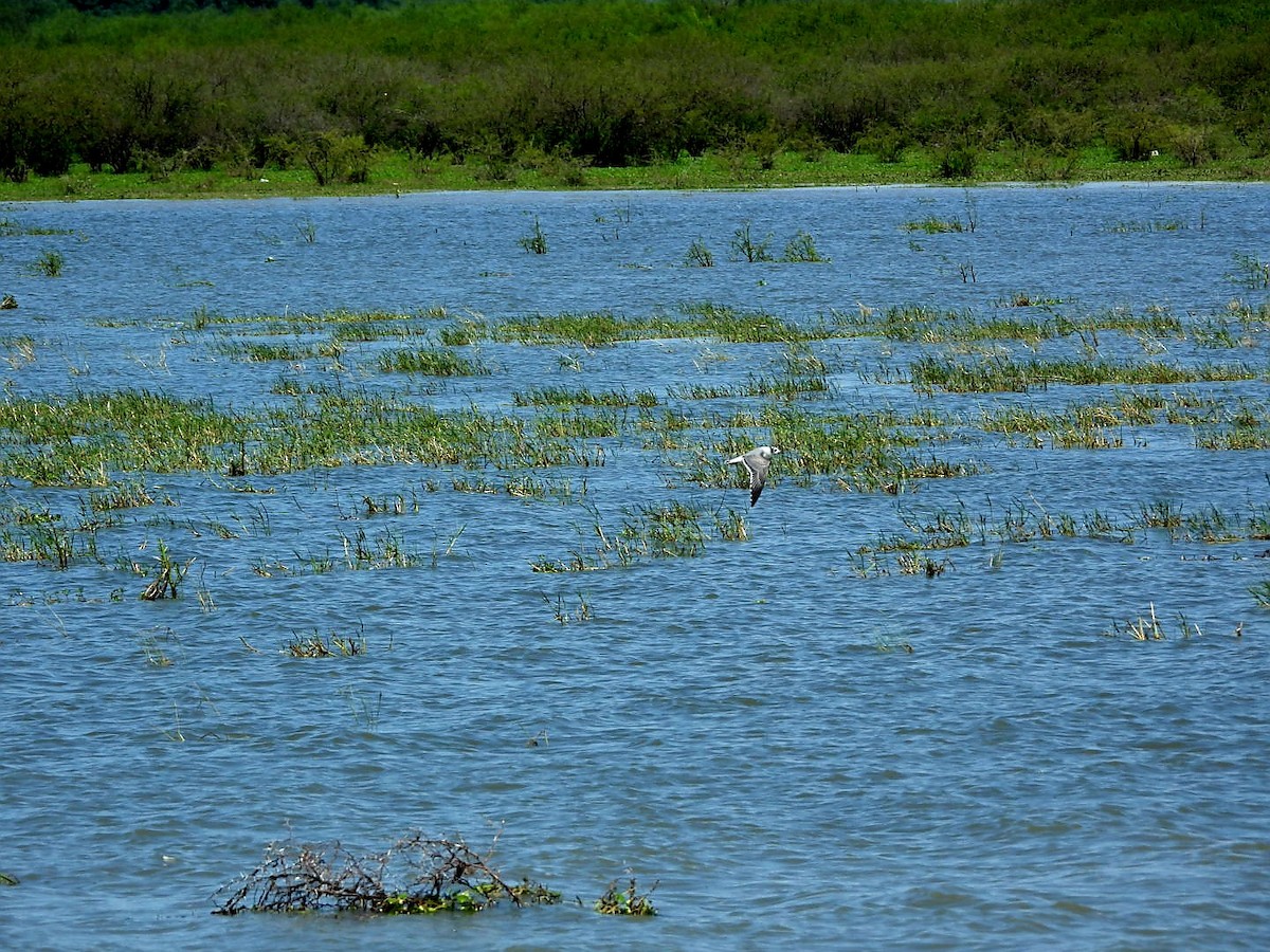 goéland ou mouette sp. - ML643332049