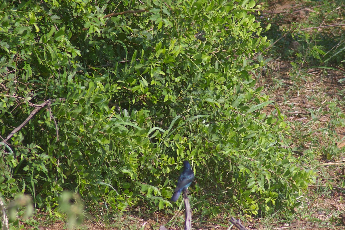 Cape Starling - ML643332058