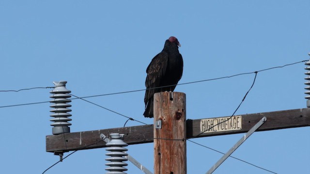 Turkey Vulture - ML643332059