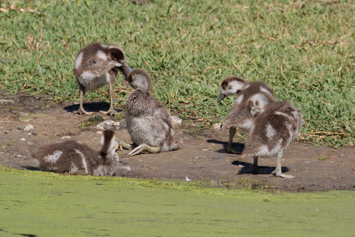 Egyptian Goose - ML643332069
