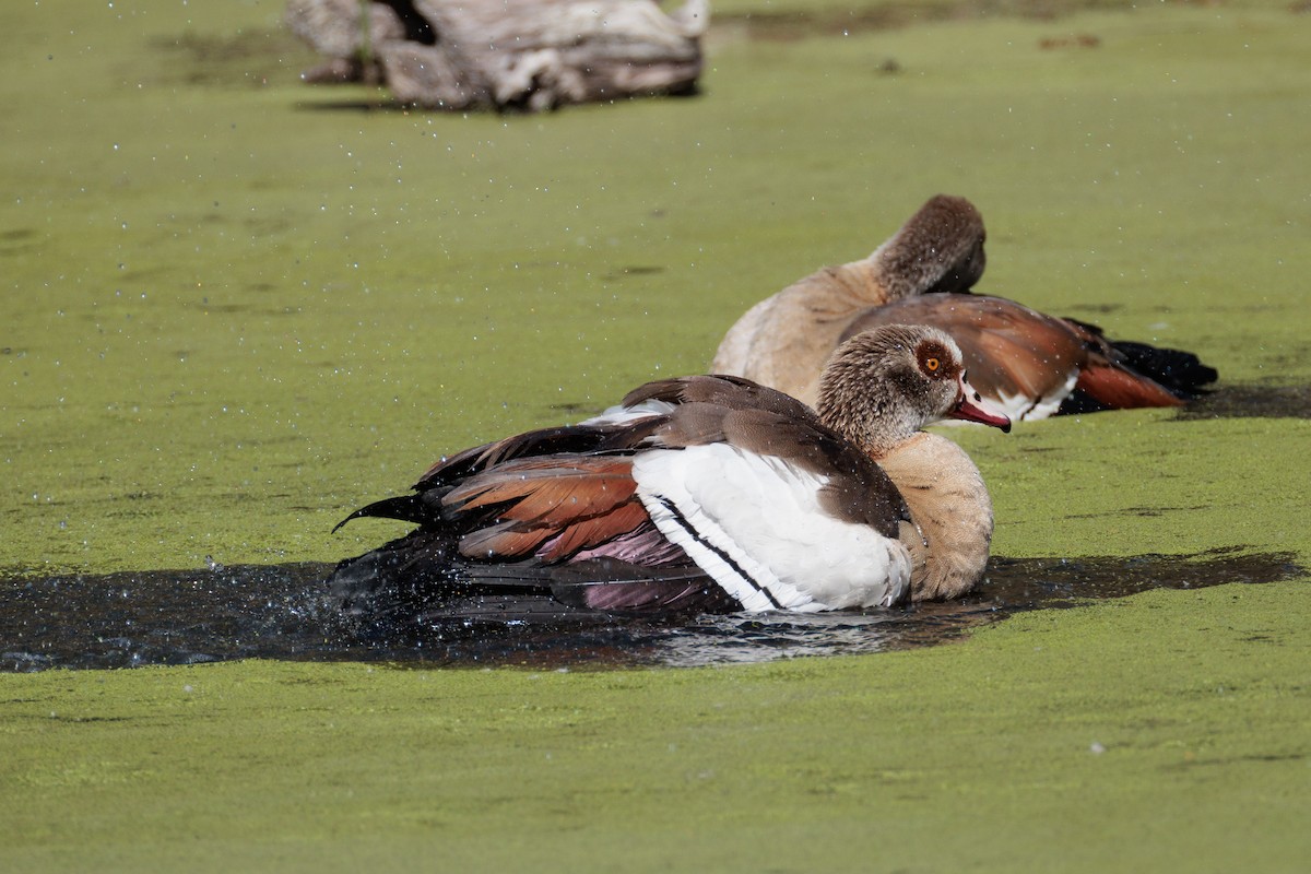 Egyptian Goose - ML643332070