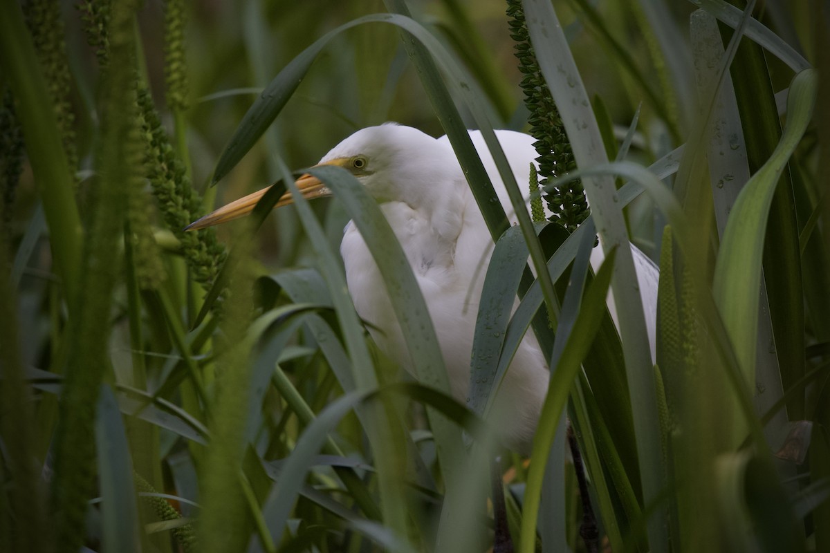 Great Egret - ML643332076