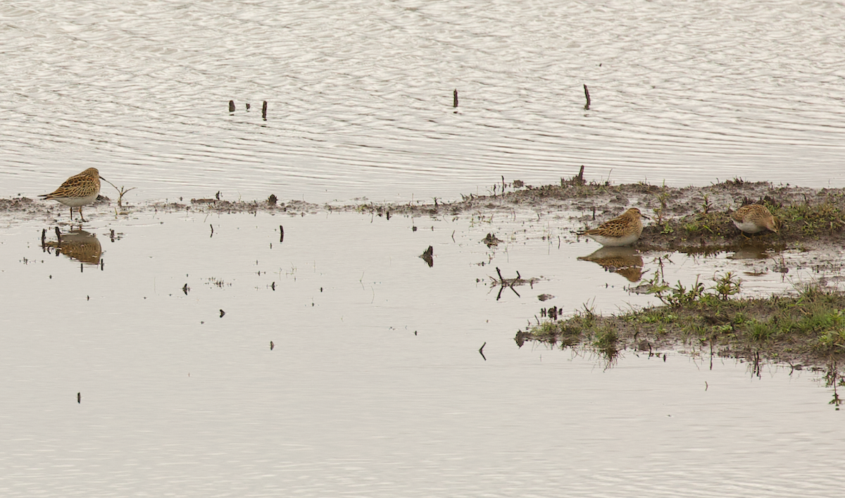Pectoral Sandpiper - ML643332080