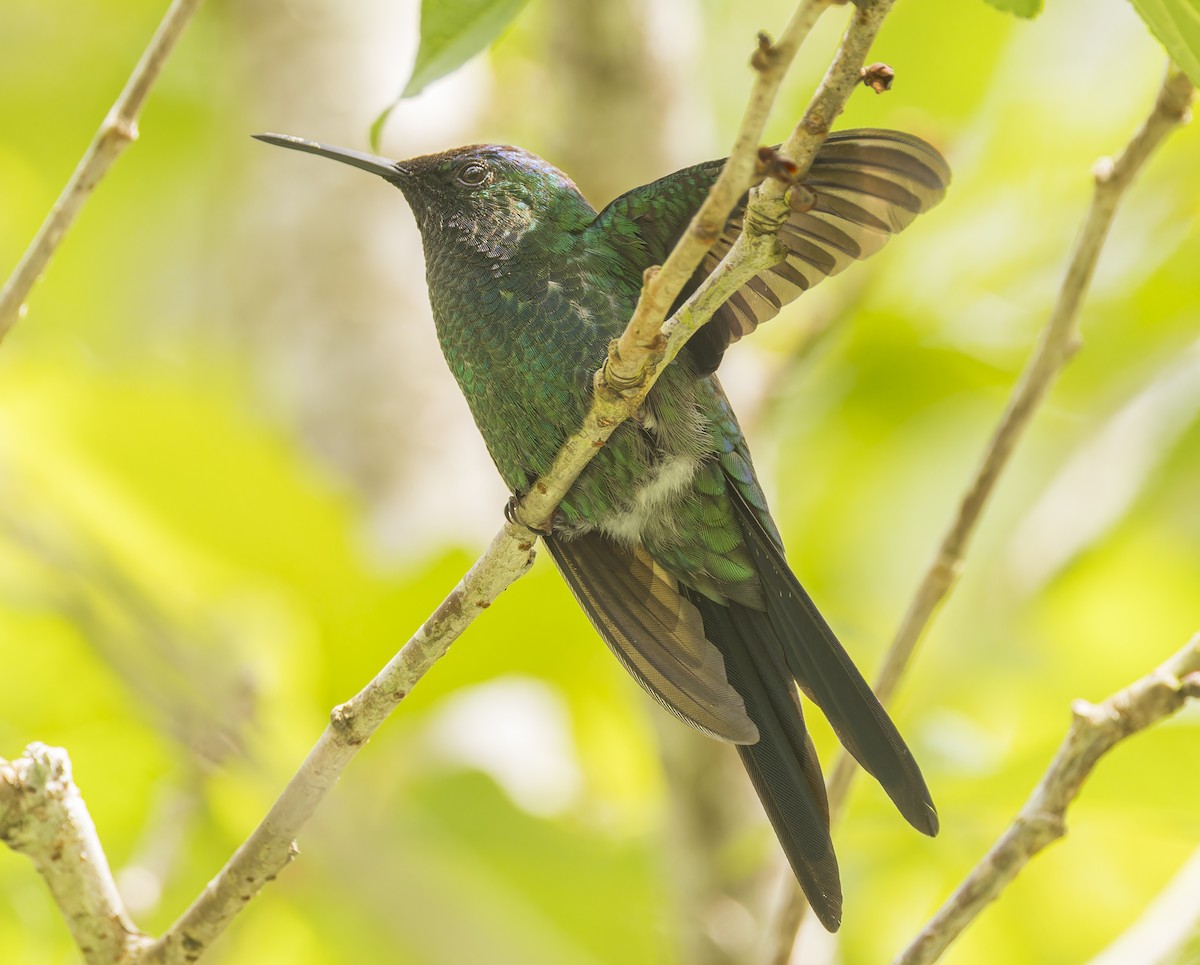Violet-capped Woodnymph - ML643332082