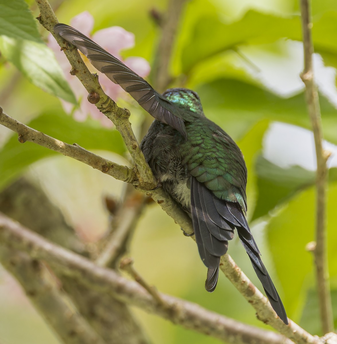 Violet-capped Woodnymph - ML643332083