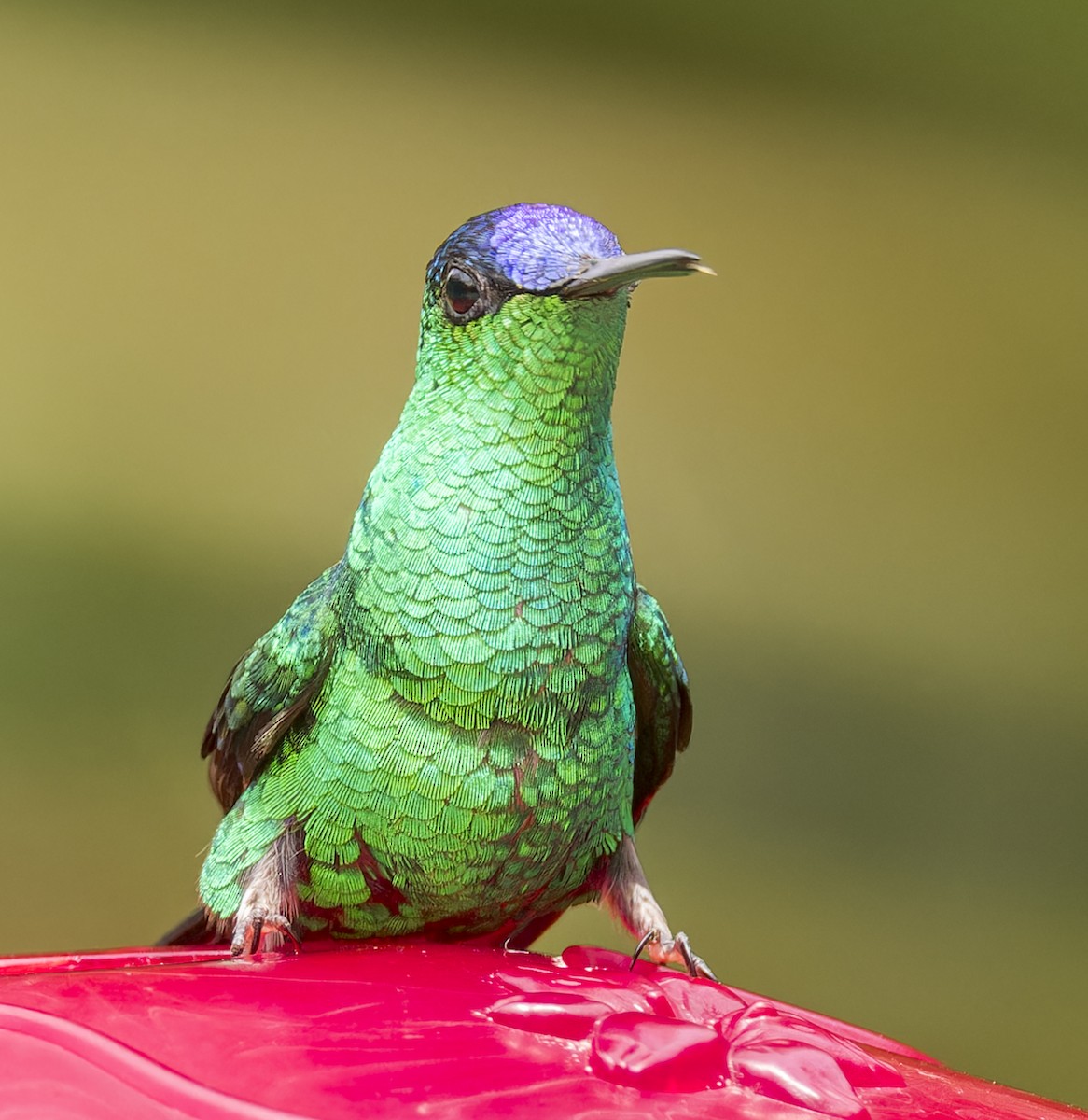 Violet-capped Woodnymph - ML643332084