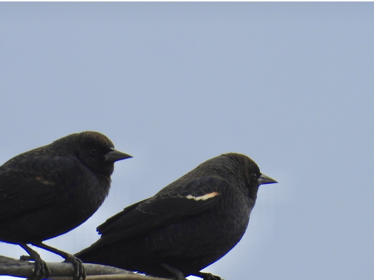 Tricolored Blackbird - ML643332085