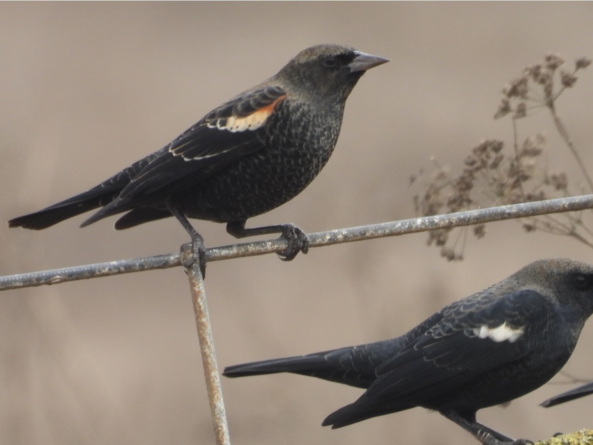 Tricolored Blackbird - ML643332086