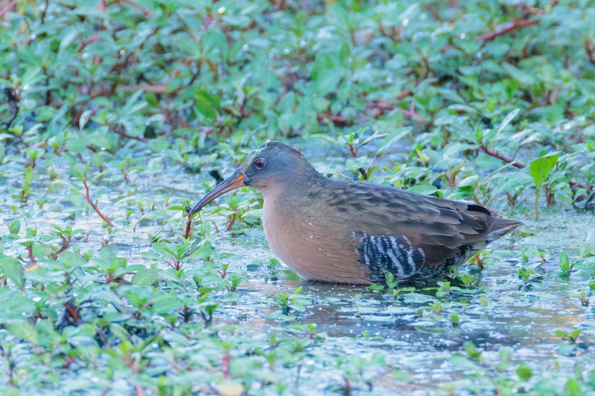 Virginia Rail - ML643332088