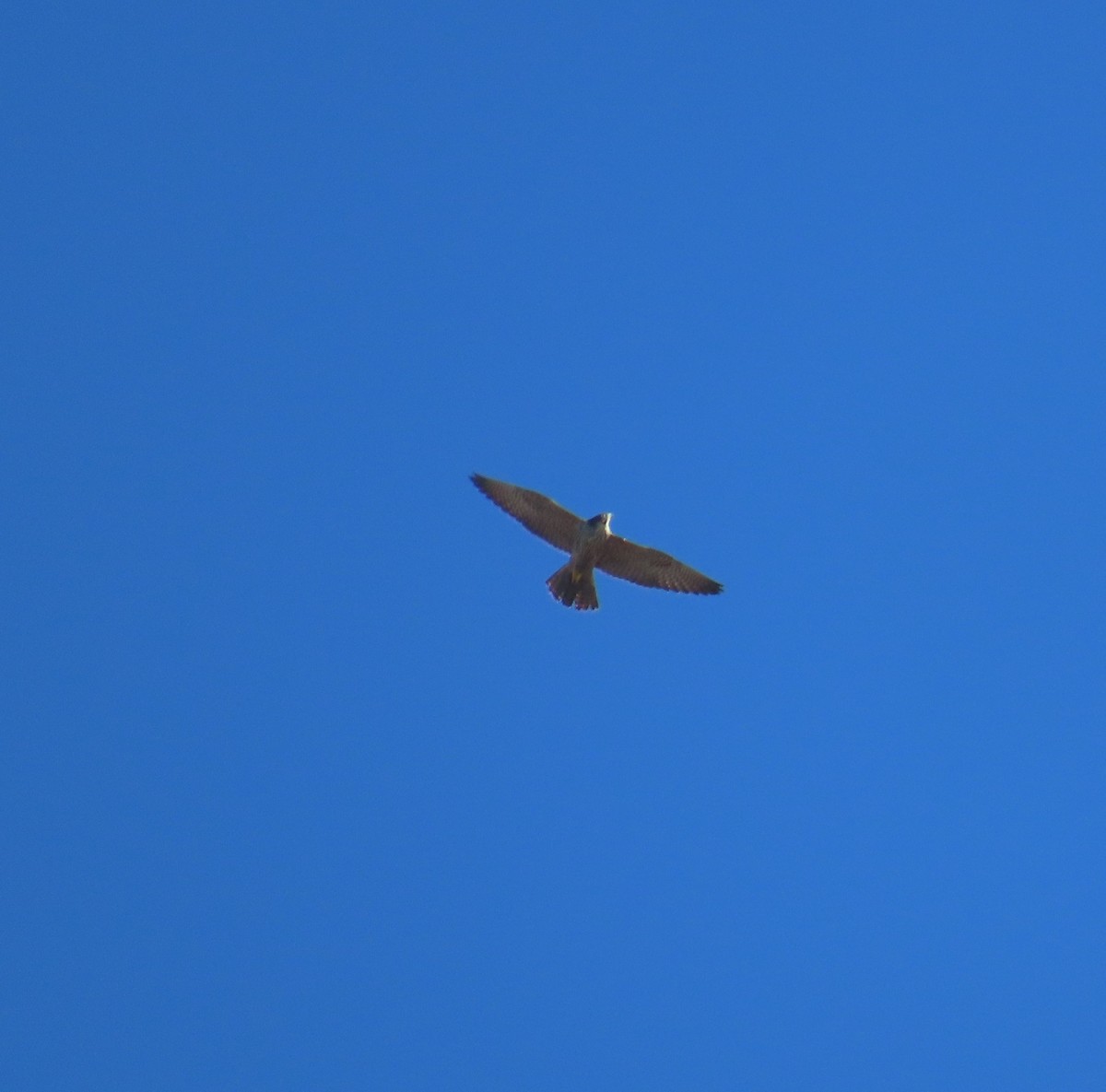 Peregrine Falcon - ML643332089