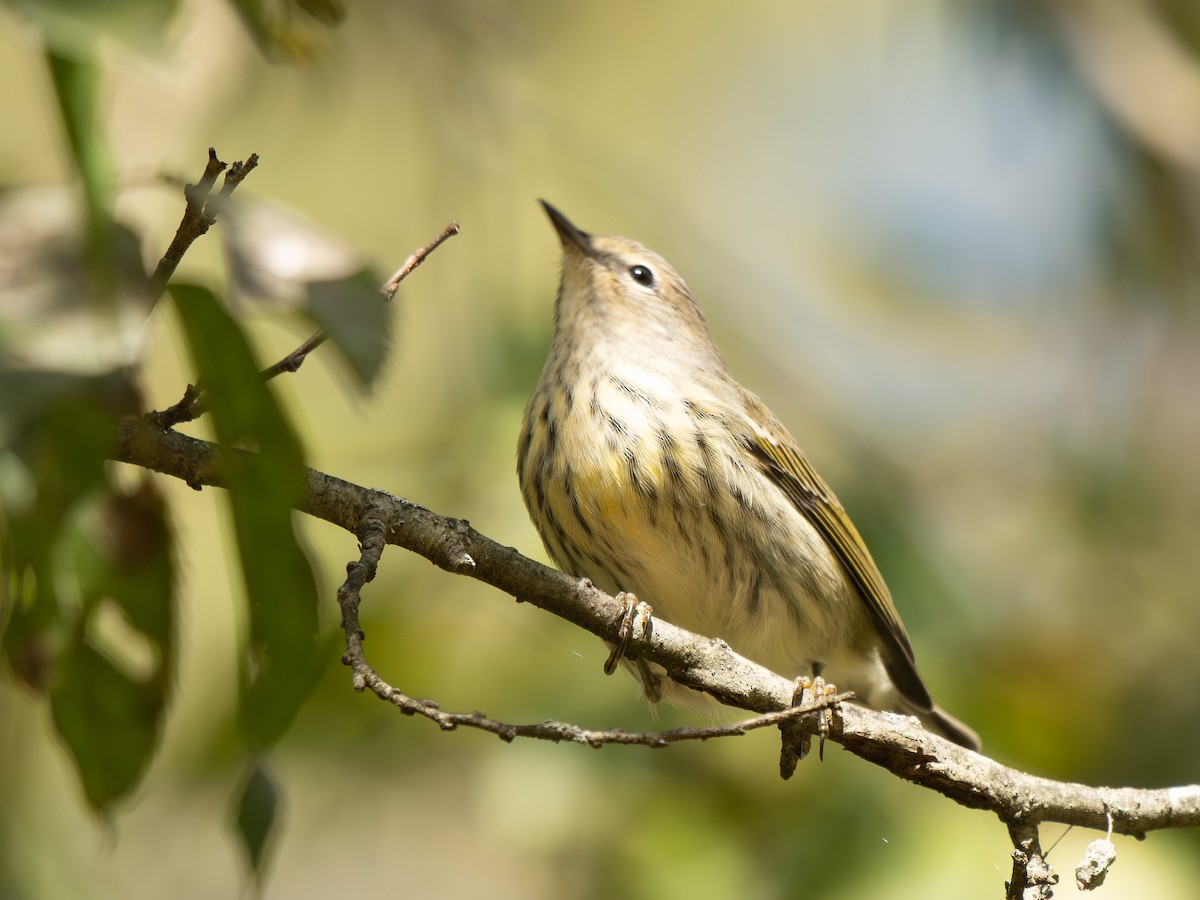 Cape May Warbler - ML643332092