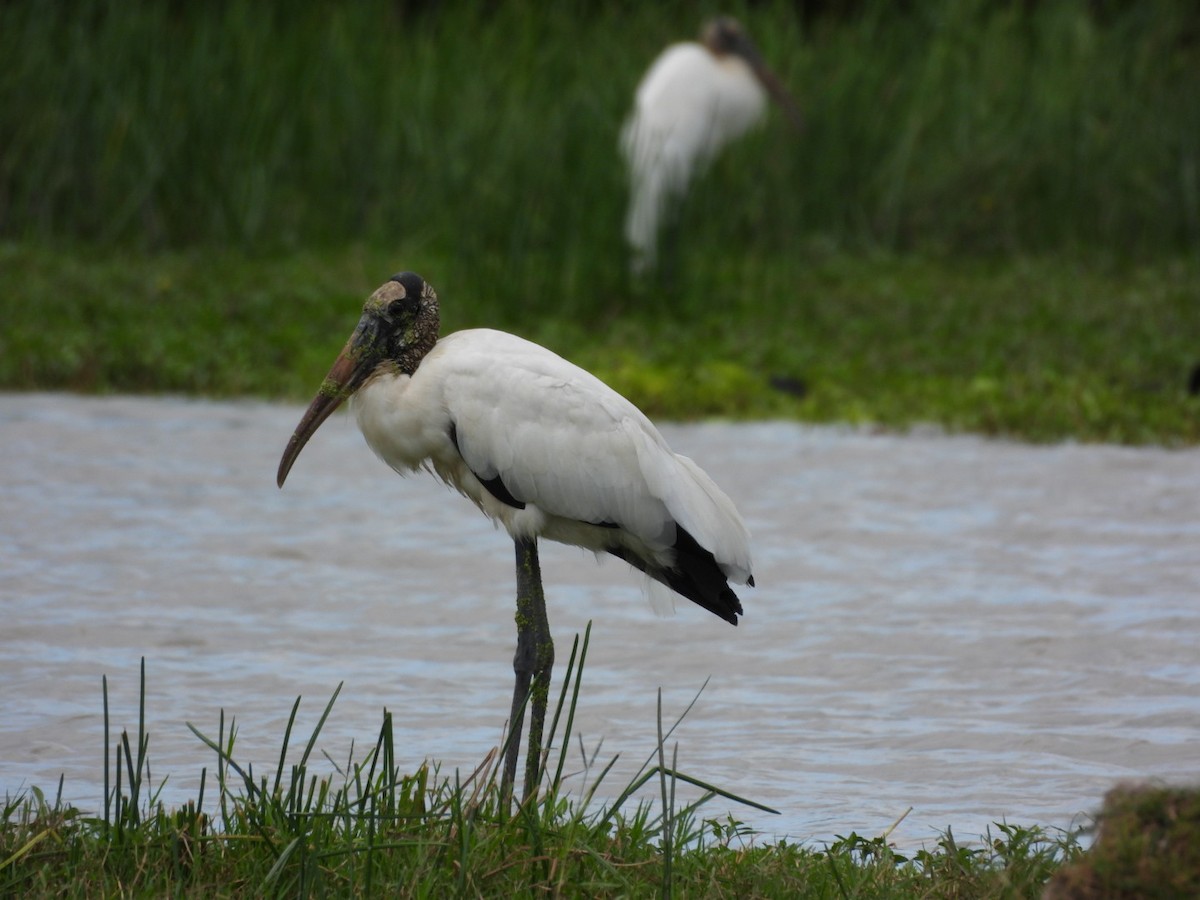 Wood Stork - ML643332093
