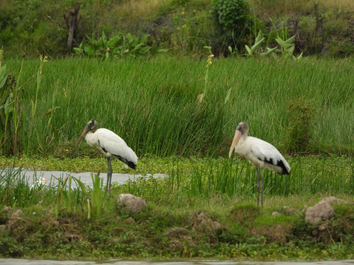Wood Stork - ML643332094