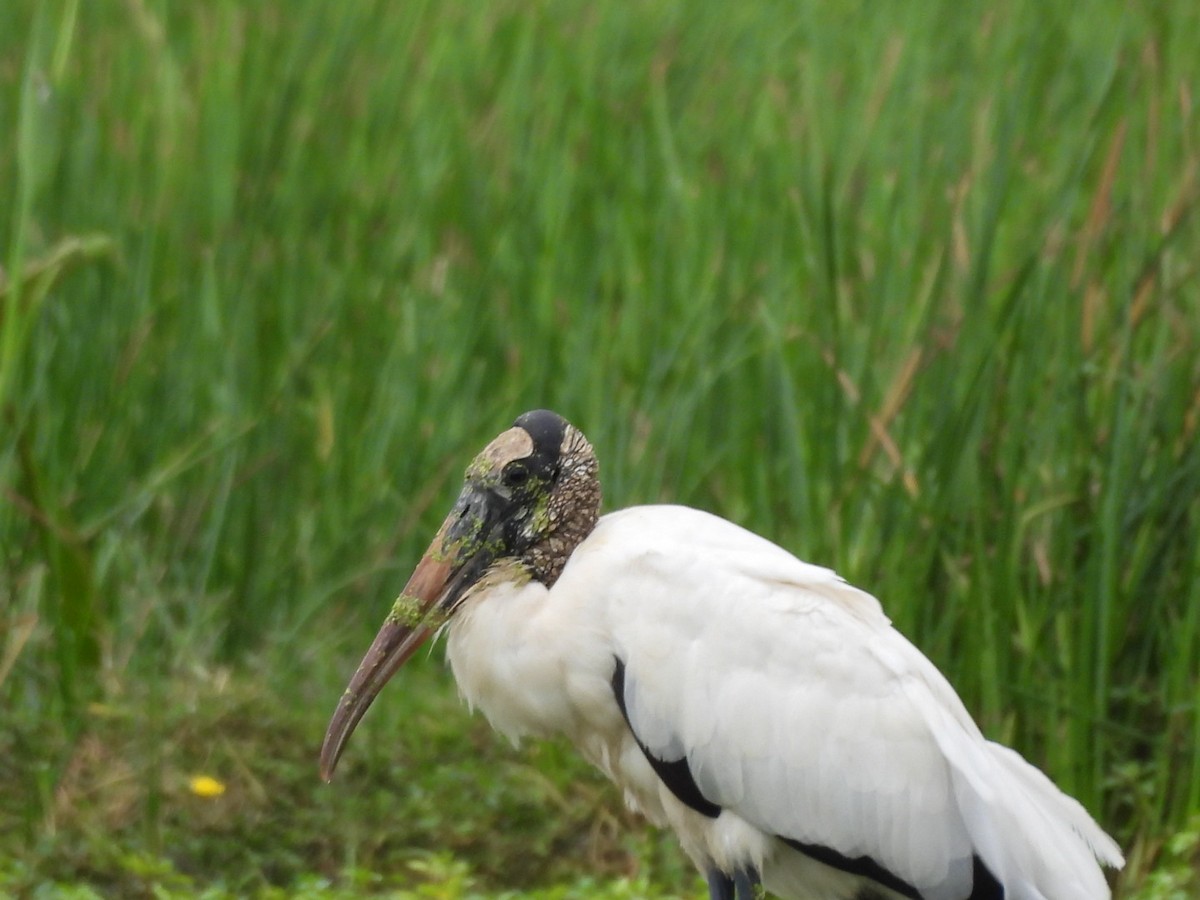 Wood Stork - ML643332095