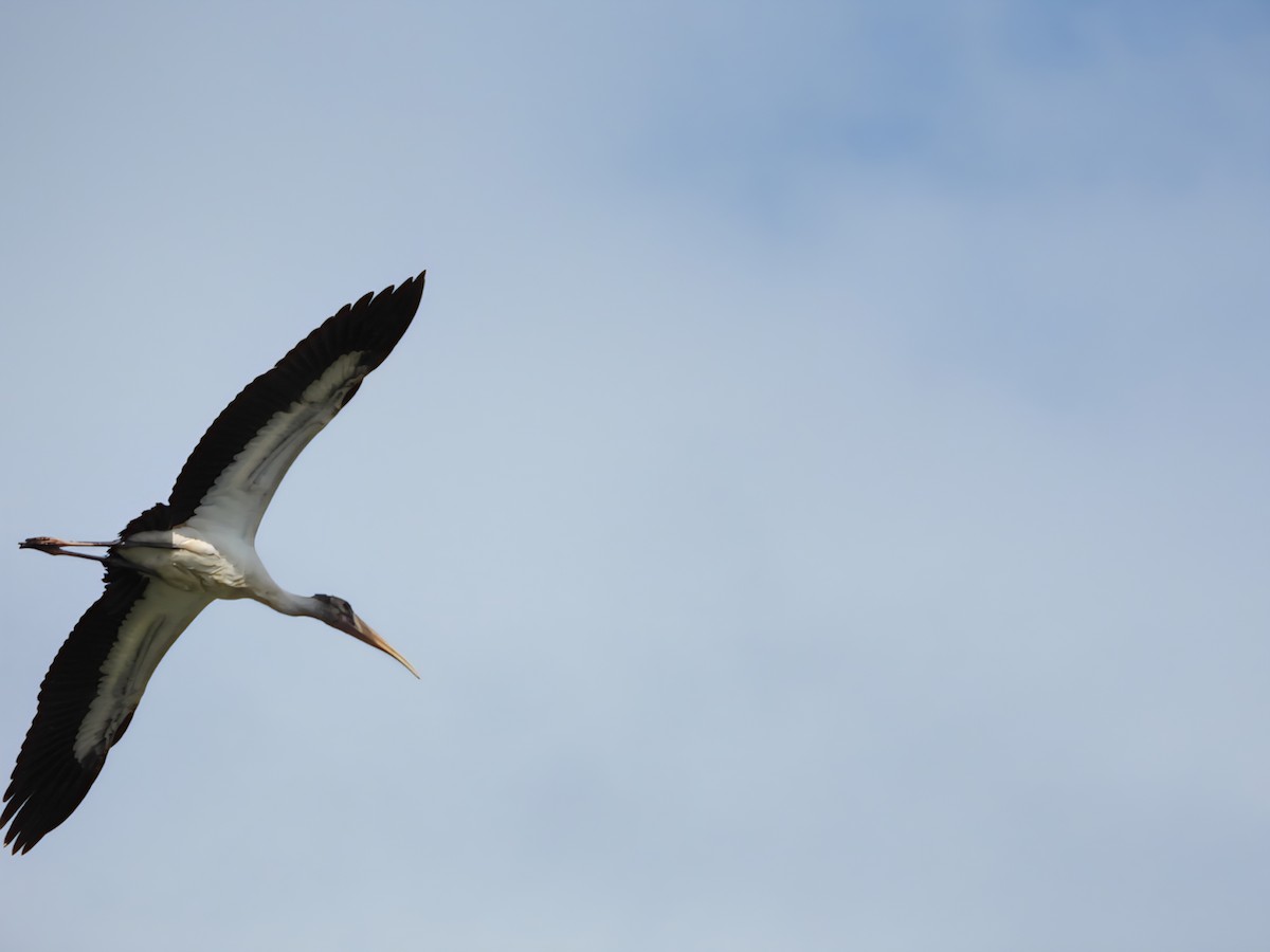 Wood Stork - ML643332096