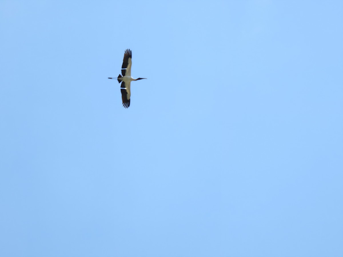 Wood Stork - ML643332097