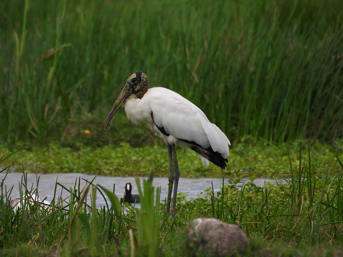 Wood Stork - ML643332098