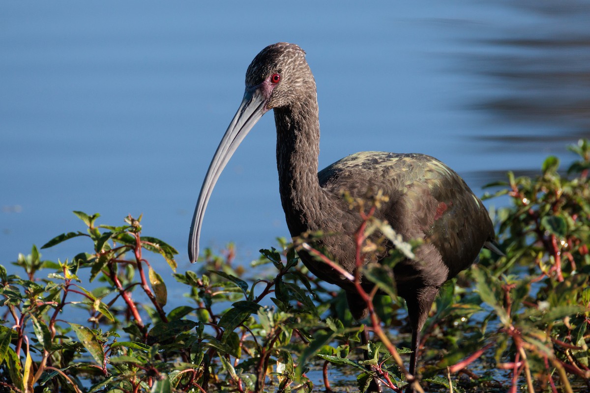 White-faced Ibis - ML643332099