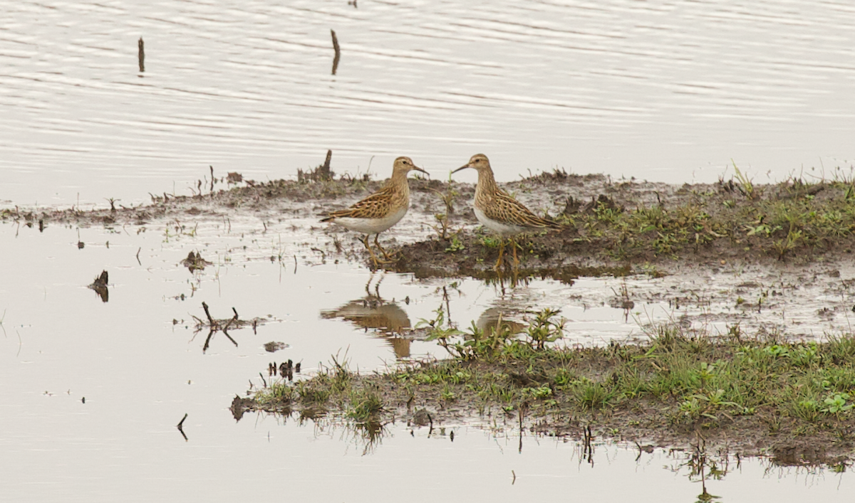 Pectoral Sandpiper - ML643332101