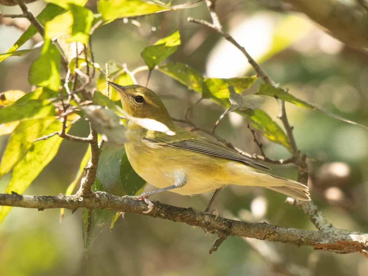 Tennessee Warbler - ML643332106