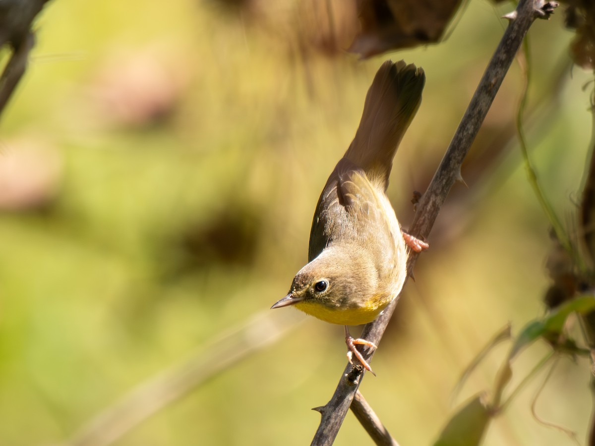 Common Yellowthroat - ML643332110