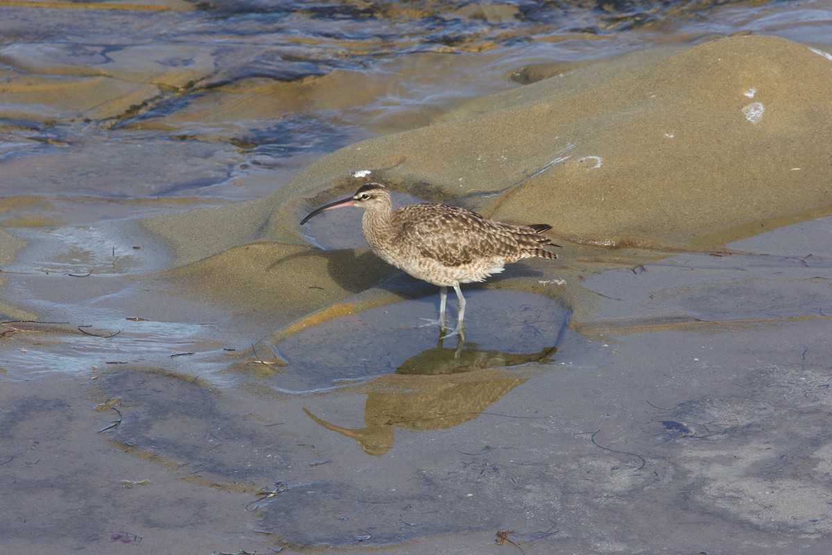 Whimbrel (Hudsonian) - ML643332111