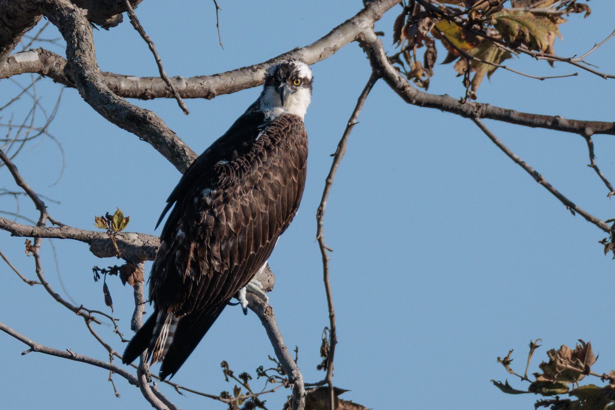 Osprey - ML643332116