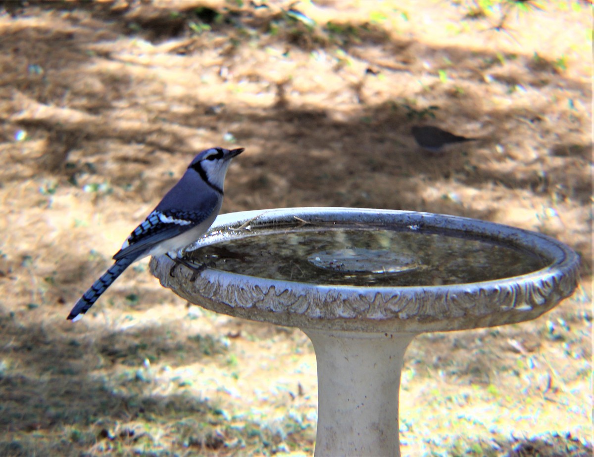 Blue Jay - ML643332117