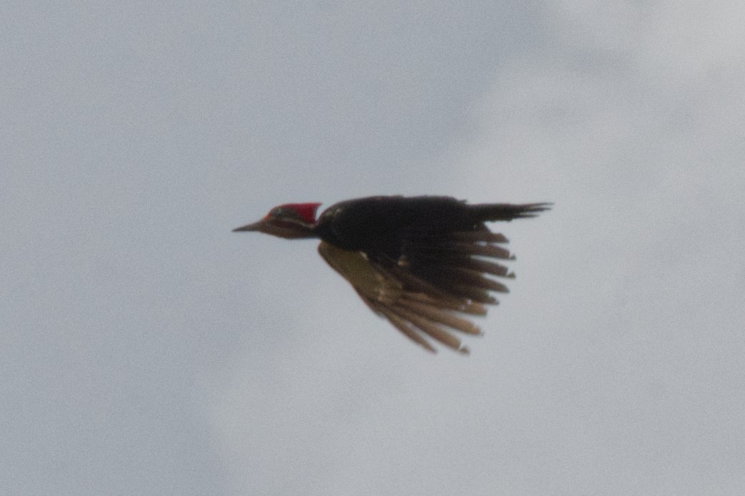 Lineated Woodpecker - ML643332119