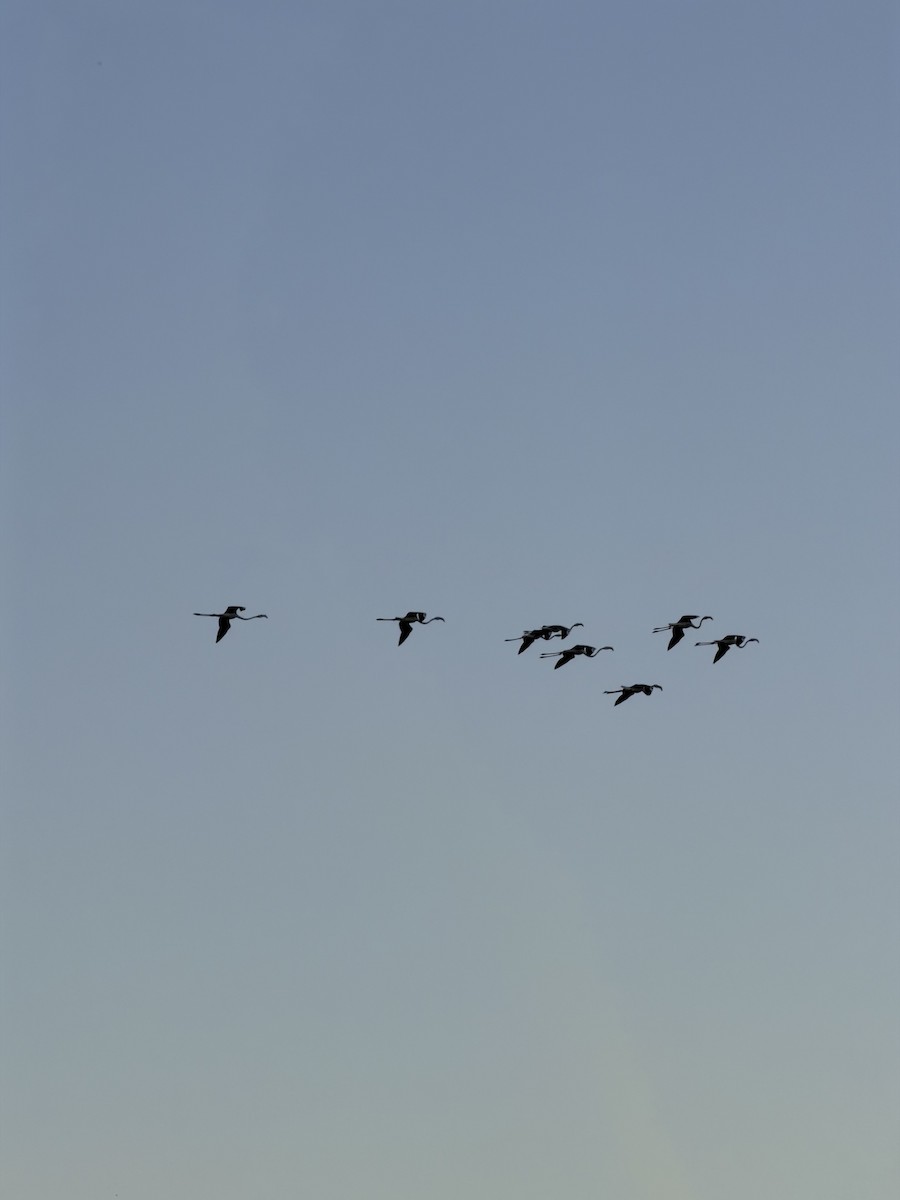 大紅鸛 - ML643332154