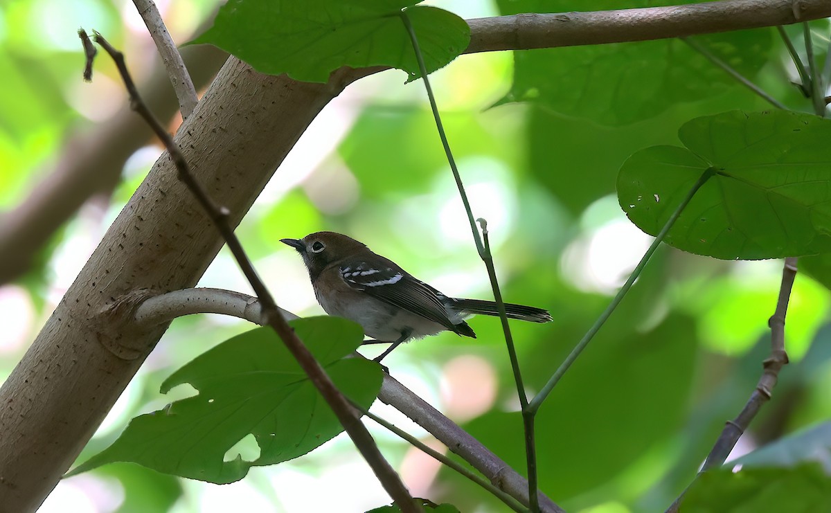 Oahu Elepaio - ML643332164